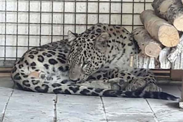 پلنگ ۶ ساله باغ وحش مشهد در آستانه مرگ است
