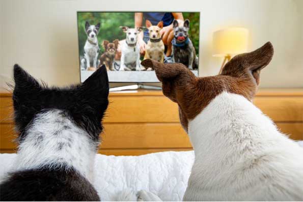 راه اندازی شبکه تلویزیونی مخصوص سگها