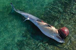 دومین نهنگ مُرده، به ساحل کیش رسید